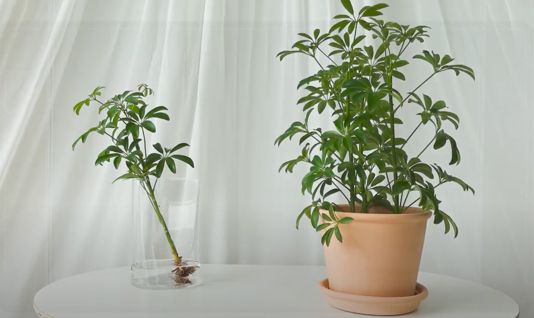 홍콩야자 키우기 및 관리법 (+ 가지치기 번식 수경 재배)