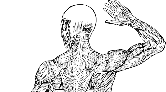 어깨의 근육 muscles of shoulder