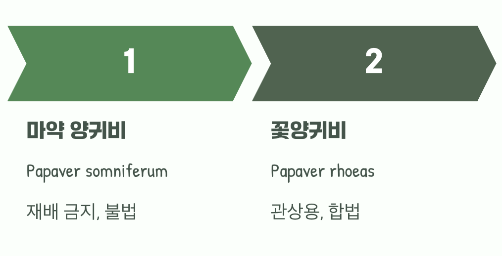 두 얼굴을 가진 식물, 양귀비