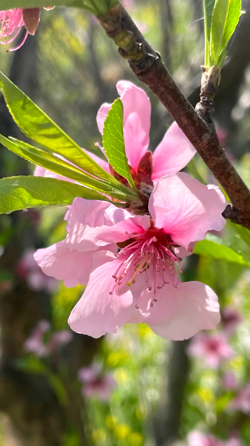 중문 미라지 올라가는 길중 꽃
