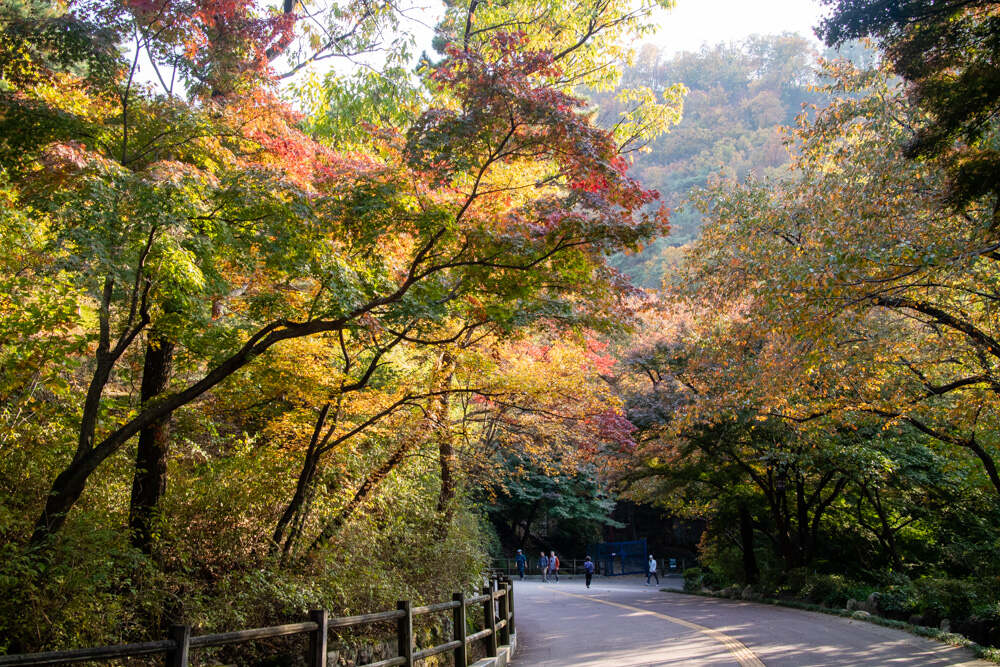 남산둘레길 10월 28일 상황 단풍