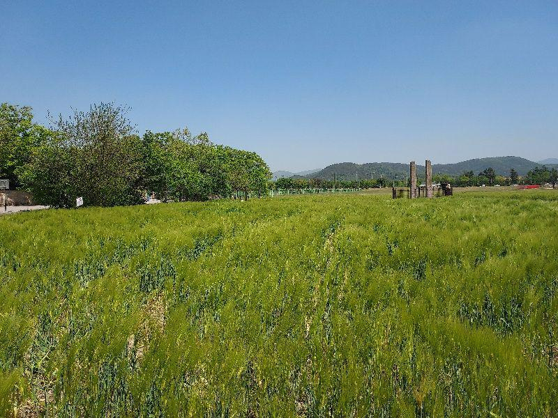 경주 분황사 청보리밭