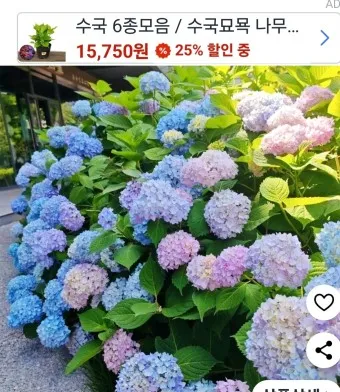 수국 키우는 법 씨앗 파종 시기 화분_9