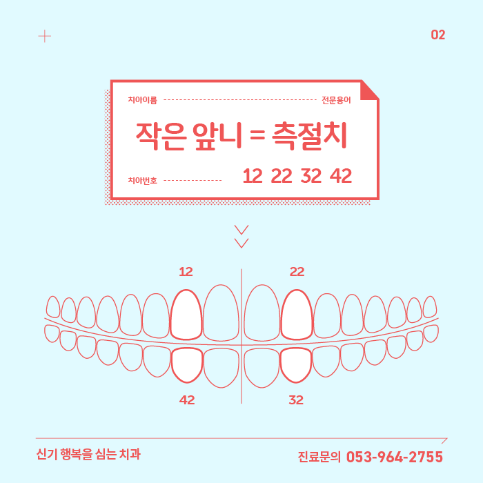 측절치 - 작은앞니
