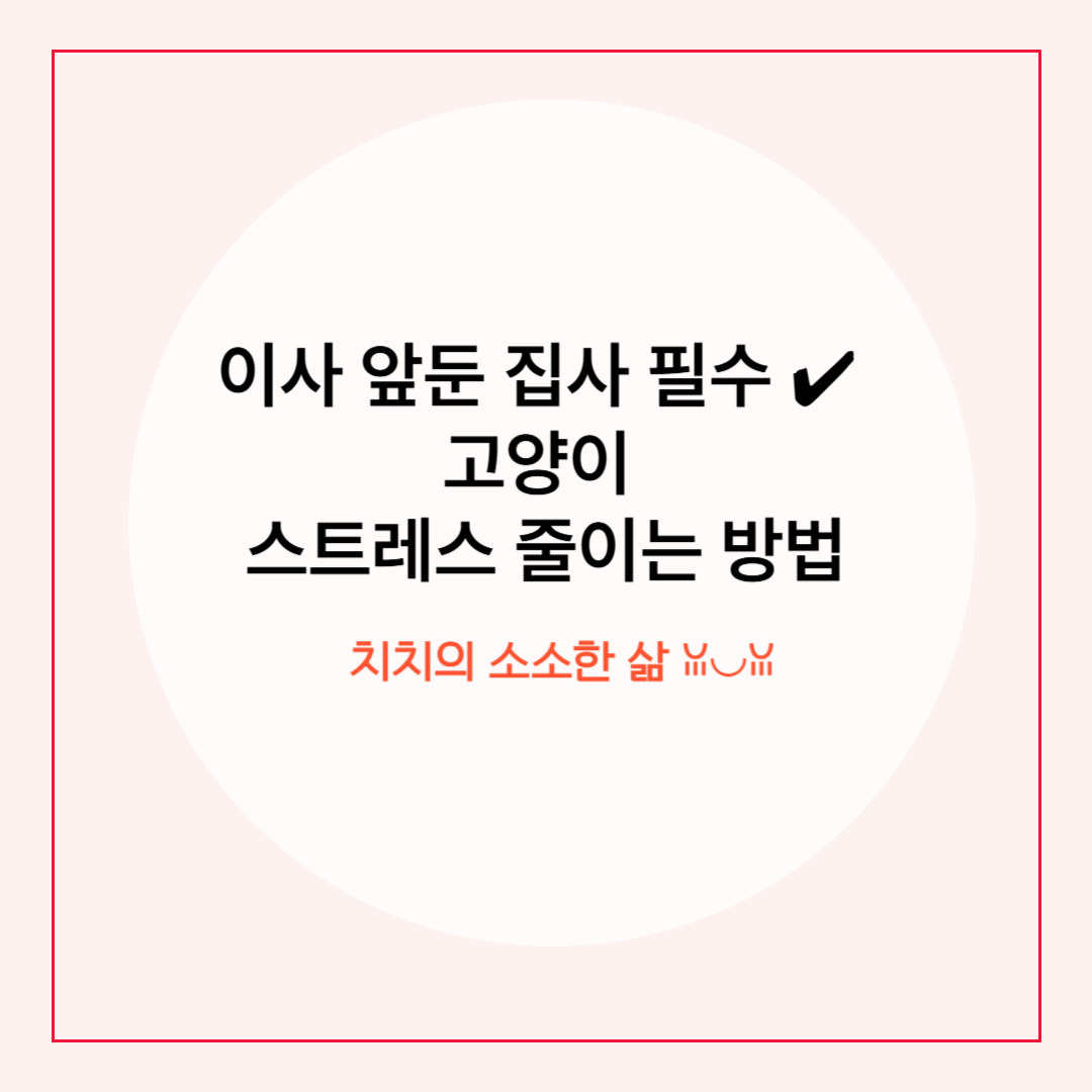 고양이와 함께하는 이사 준비 팁