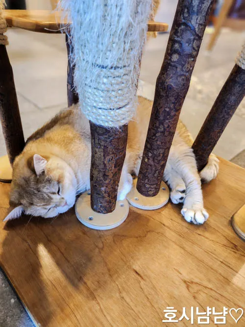 하남 냥이툰 고양이 편안히 잠든 모습