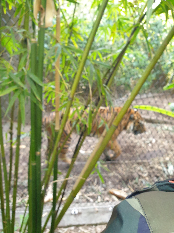 시드니 타롱가 주(Taronga Zoo) 데이트_호랑이