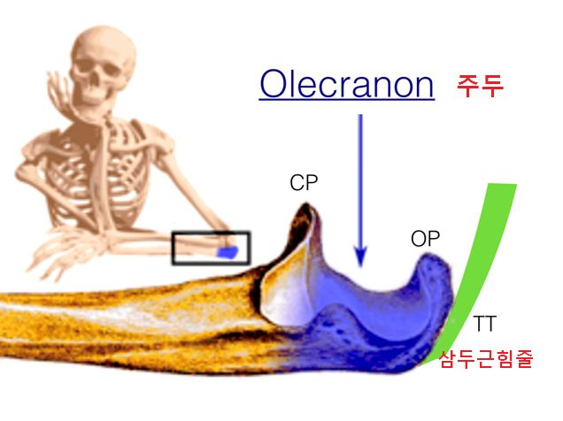 팔꿈치 주두의 위치