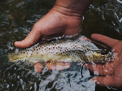 손으로-물고기-잡는-모습