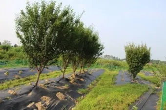 체리나무 재배법 건강한 과일 나무 키우기_21