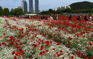 5월 강추 꽃 축제