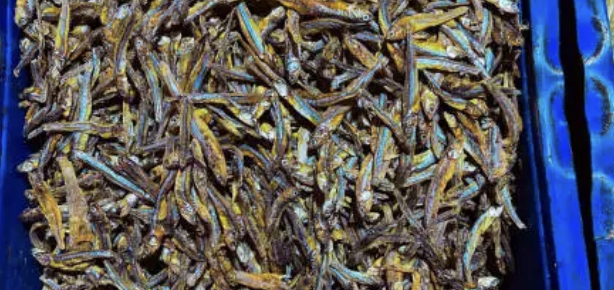 지역별 특색의 바다의 맛을 담은 젓갈2