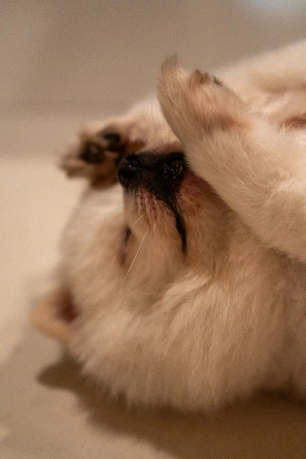 반려동물 건강관리&amp;#44;AI 헬스케어 앱&amp;#44;보험료 할인&amp;#44;반려동물 보험&amp;#44;건강 데이터&amp;#44;펫보험&amp;#44;헬스케어 기술&amp;#44;건강관리형 보험&amp;#44;2025 보험 트렌드&amp;#44;웨어러블 기기&amp;#44;스마트펫&amp;#44;반려동물 앱&amp;#44;반려동물 건강 데이터 자동 기록&amp;#44;반려동물 보험료 절약&amp;#44;AI 기반 진단 앱&amp;#44;펫보험 연동&amp;#44;예방접종 기록 앱&amp;#44;건강 기록 PDF 제출&amp;#44;반려동물 웨어러블 기기&amp;#44;반려동물 건강 모니터링