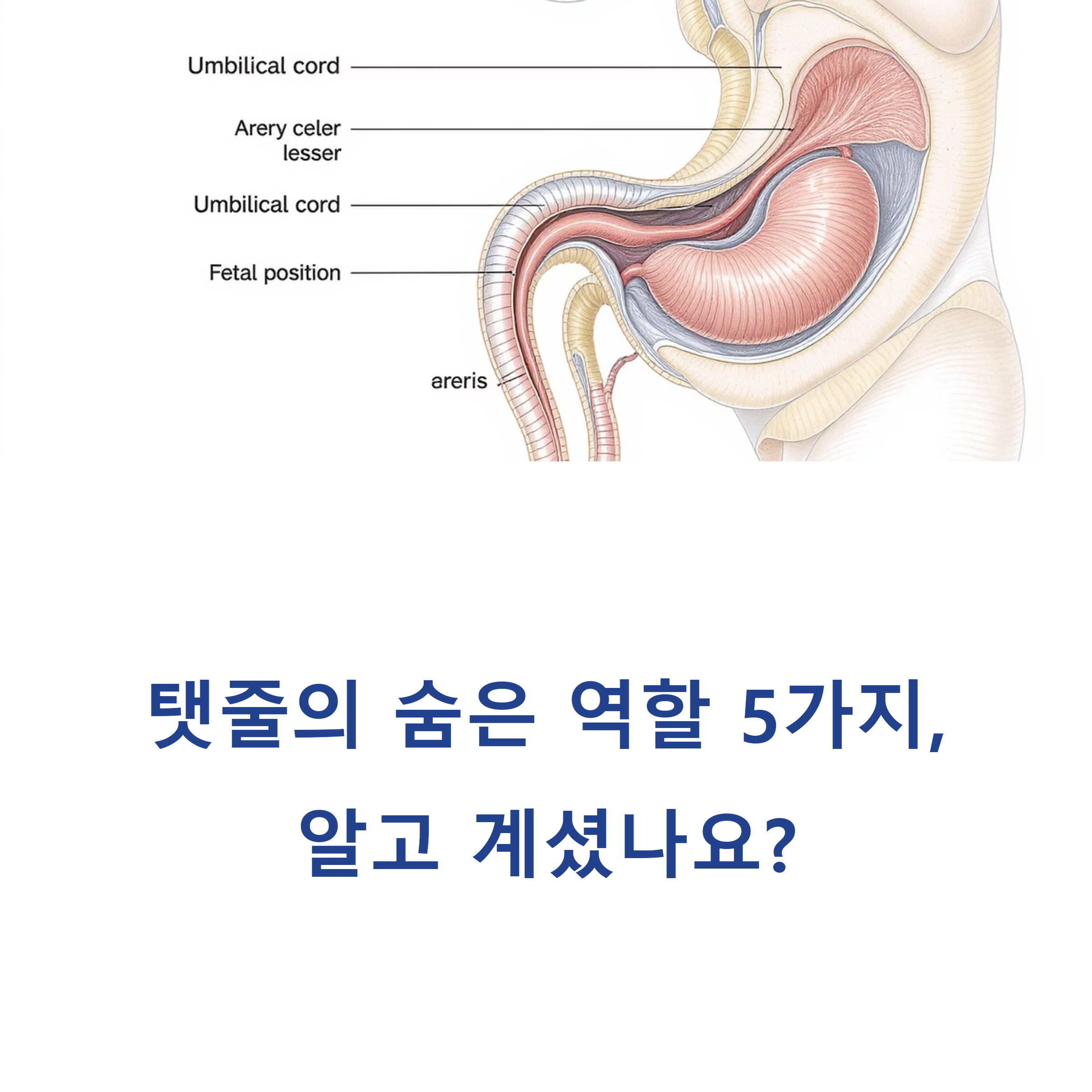 해부학 일러스트로 탯줄의 위치와 구조가 표시된 이미지와 함께 '탯줄의 숨은 역할 5가지, 알고 계셨나요?'라는 문구가 있는 커버 인포그래픽