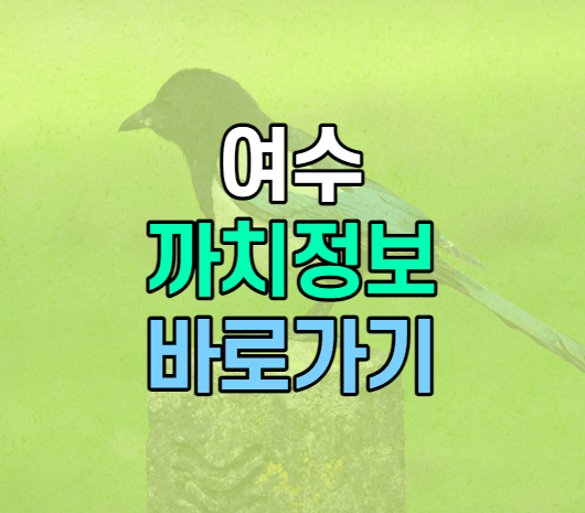 여수 까치정보 썸네일 이미지