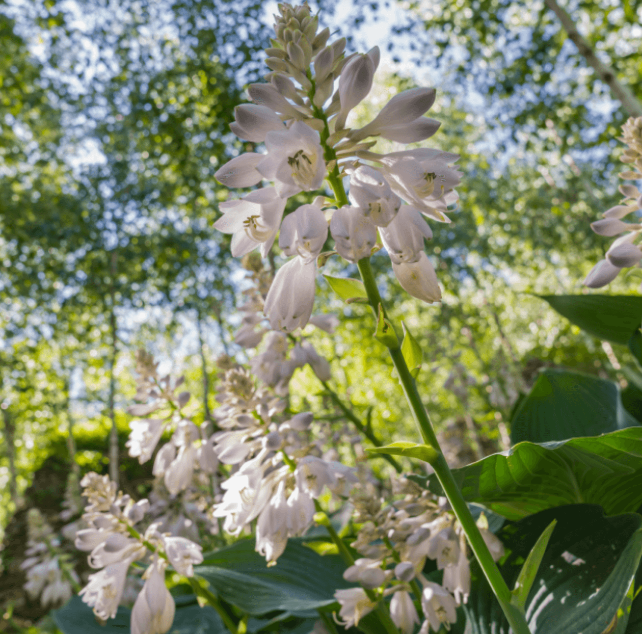 화담숲 예약 입장료 화담채