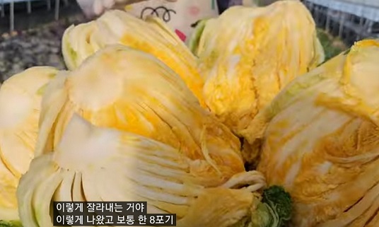 배추수확의달인