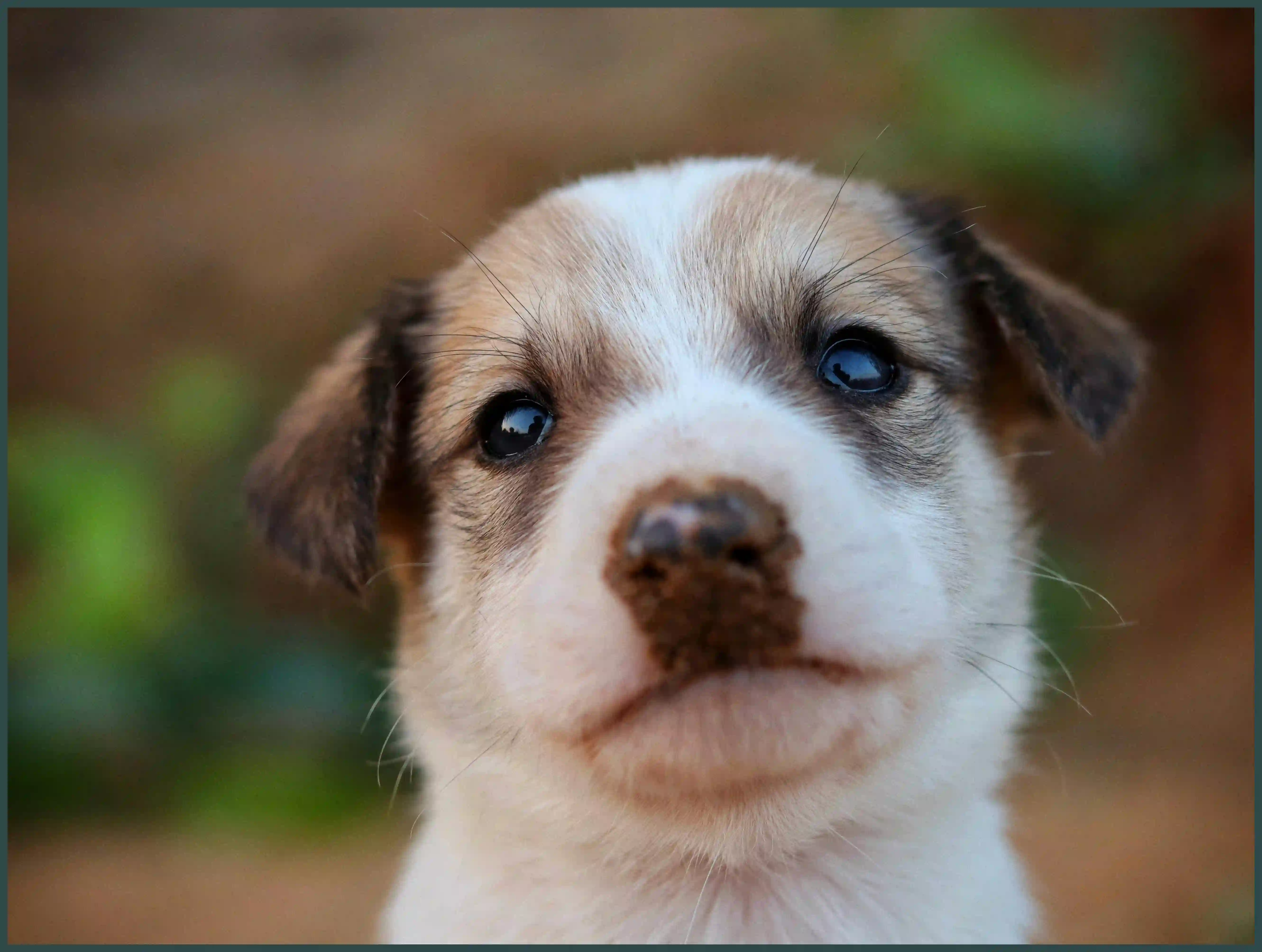 강아지 바나나 줘도 되나요? 급여 방법과 주의사항 