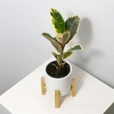 물없이 잘 자라는 실내 식물 추천_8