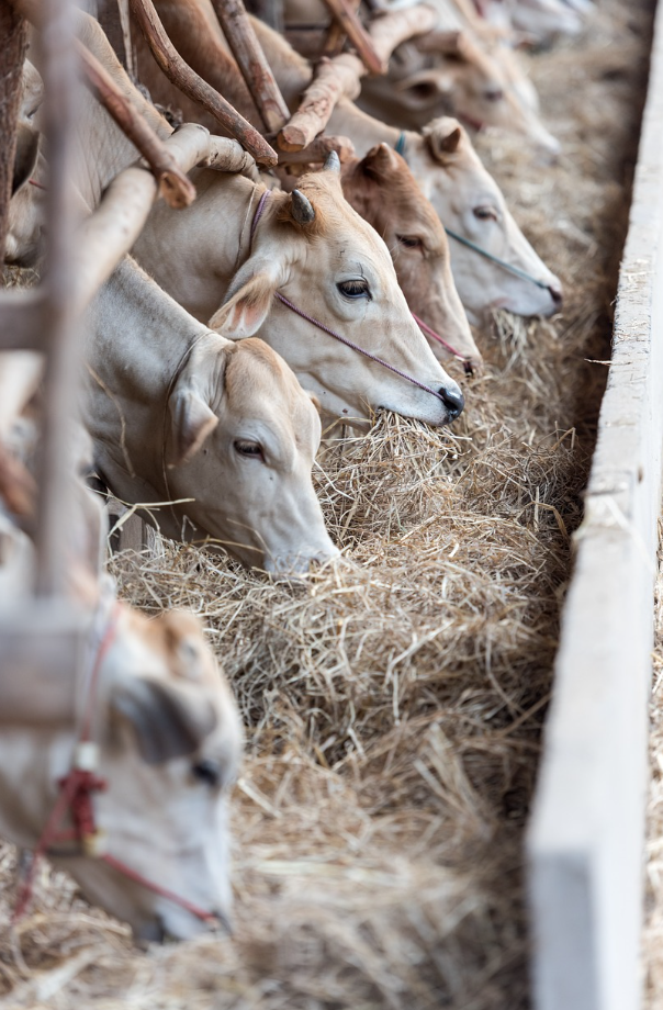 2024년 갑진년 소띠 운세