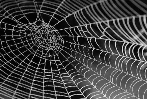 친환경 농법에서의 거미 군집 활용