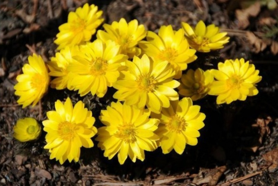 야생에서 환하게 잘 크고 있는 복수초의 노란 꽃 무리를 확대하여 찍은 사진