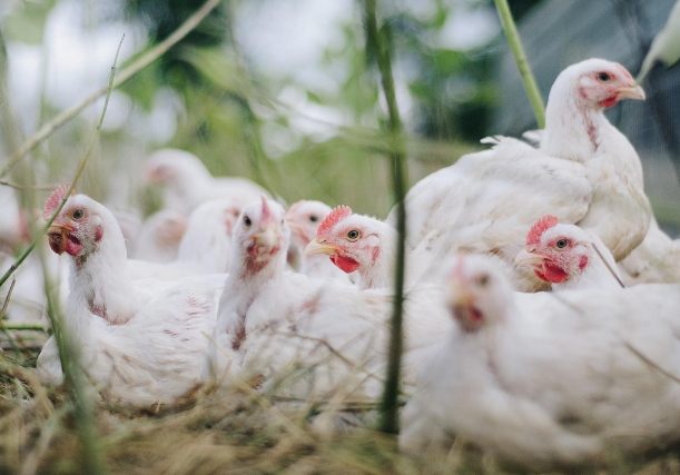 띠별 운세 10월 31일