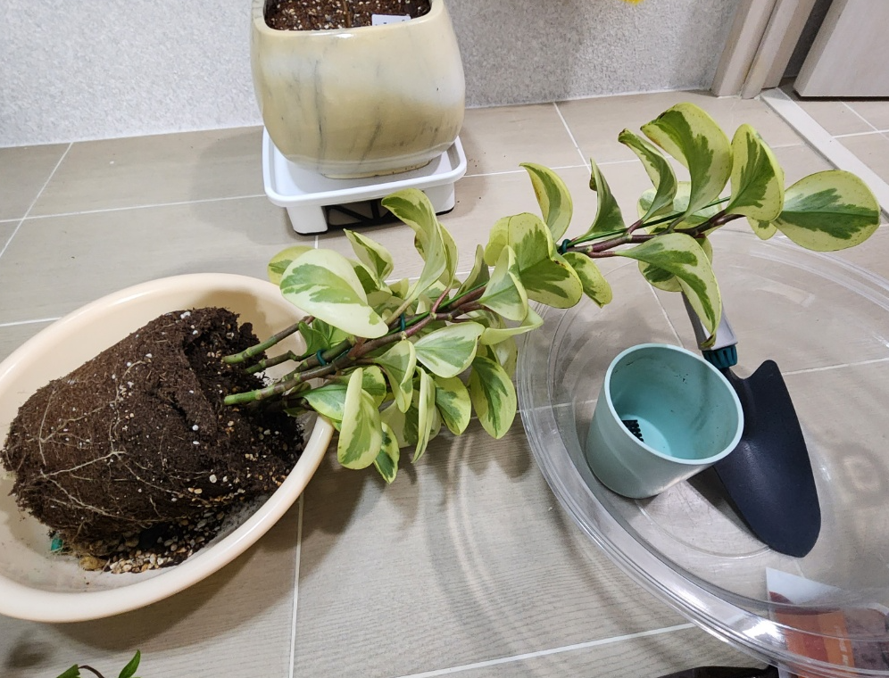 화분이 깨졋지만 뿌리가 흐트러지지 않고 잘 유지된 골트페페