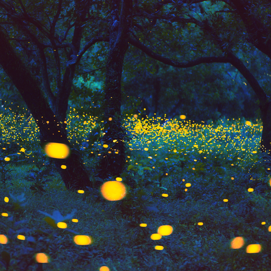 2024 화담숲 반딧불이 축제 예약 방법과 예매 일정 완벽 가이드