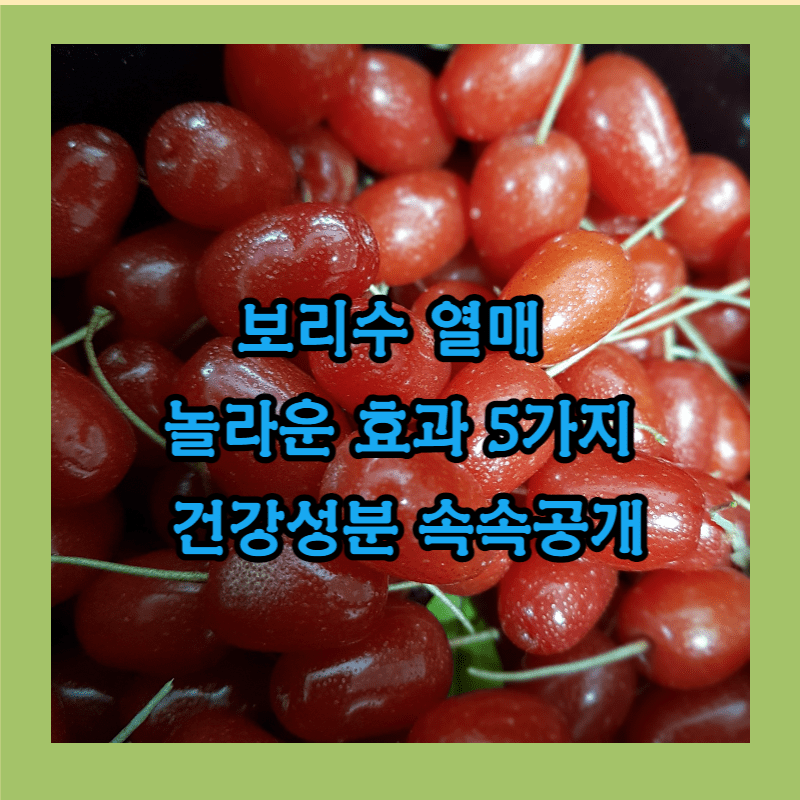 보리수 열매 효과