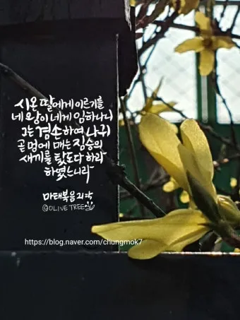 마태복음 21장 강해 모퉁이의 머릿돌_13