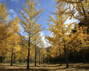 홍천 은행나무숲_14