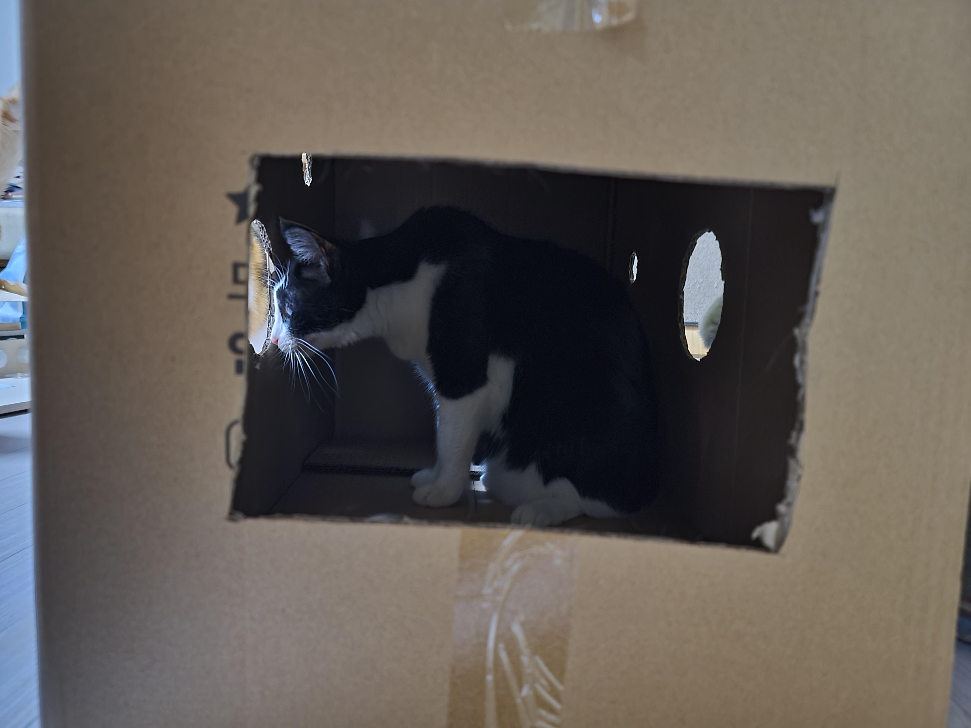 고양이들에게 귀여운 박스놀이터가 생겼다.(feat.가성비 좋은 고양이장난감)