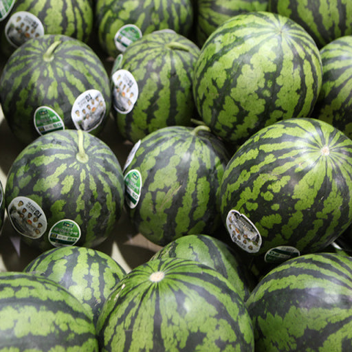 수박고르기-마트 수박-줄무늬비교