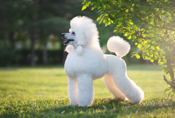 강아지