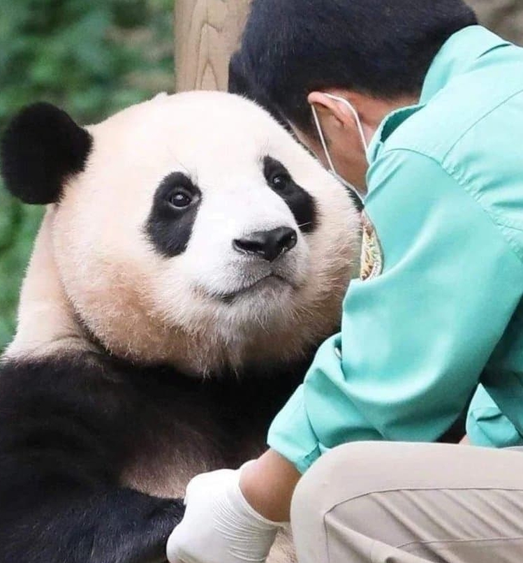 신한은행 푸바오 적금 챌린지 