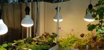 식물등 설치 위치높이 시간대설정 광량부족 해결 겨울철 성장 돕기_7