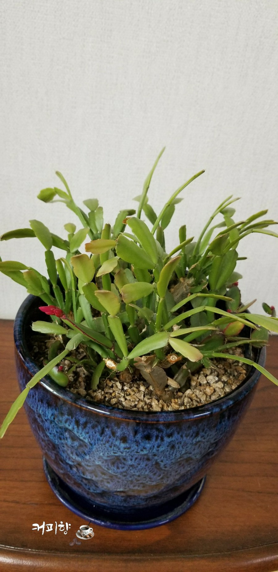 가지치기한 게발선인장, 결국 꽃이 피었습니다