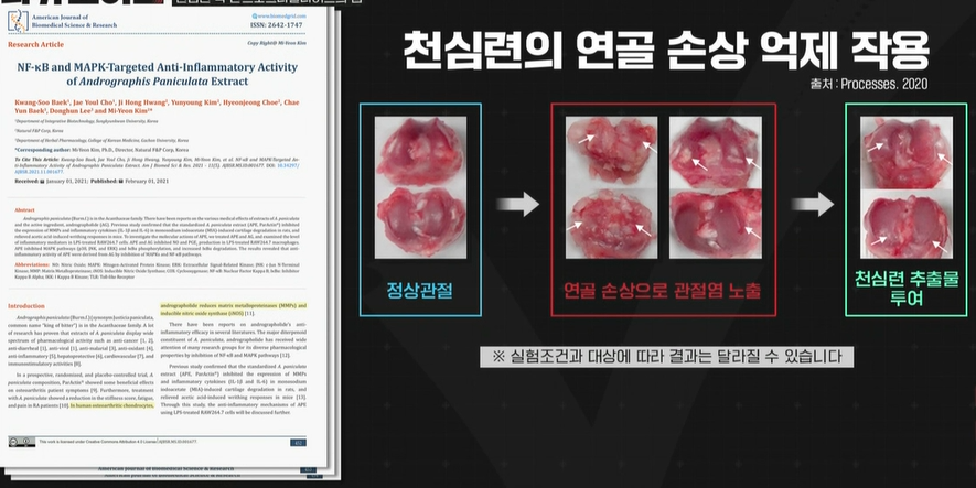 천심련 효능