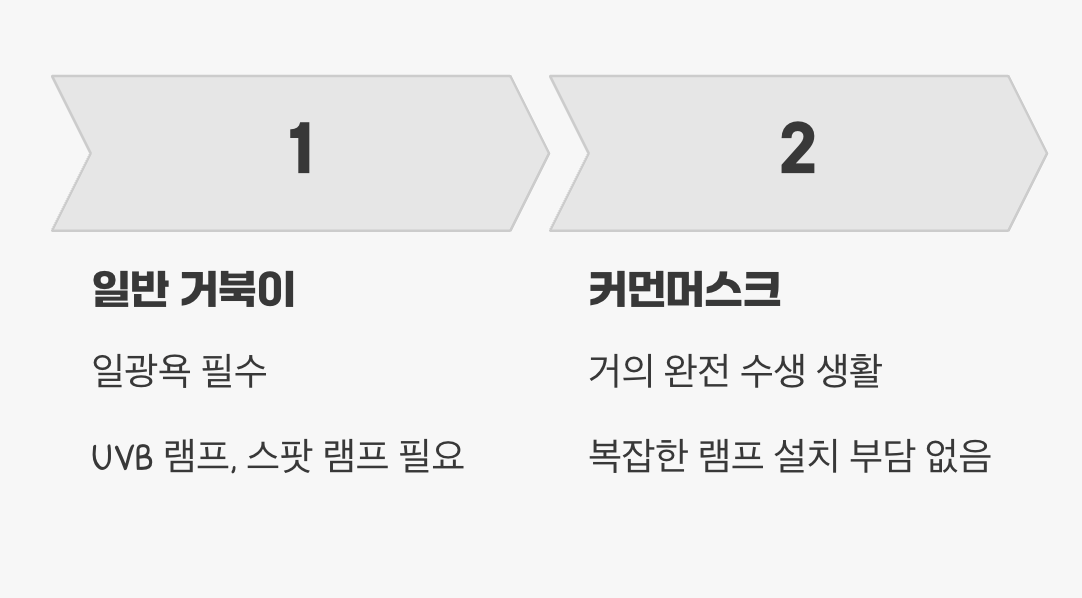 물속의 잠수부&amp;#44; 일광욕은 선택사항