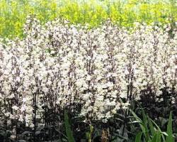 자엽 펜스테몬 이미지 사진