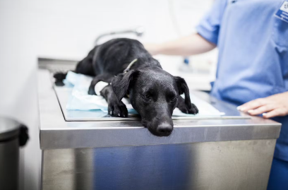 진료중인 강아지