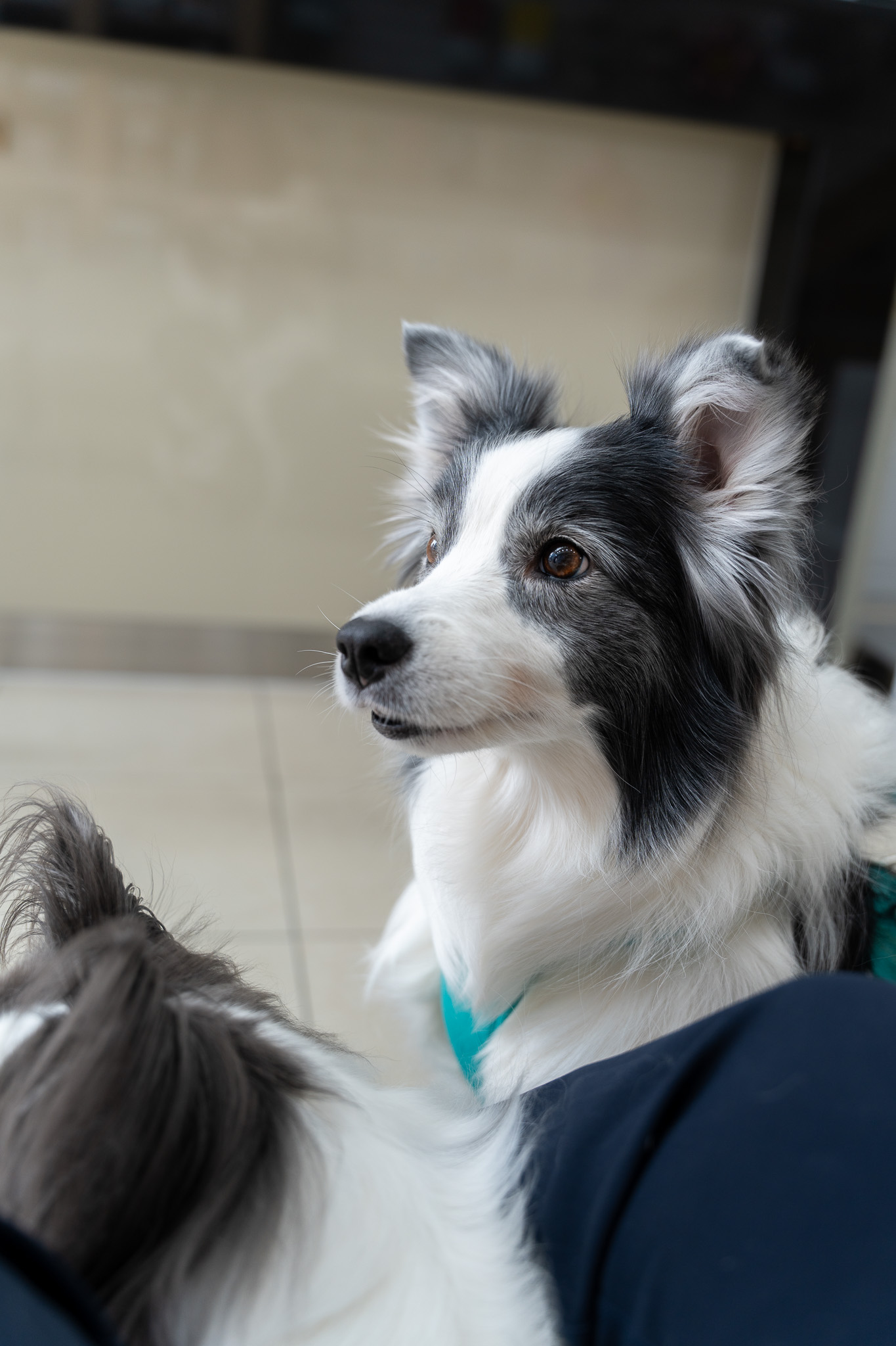 비 오는 날 무서워하는 강아지, 천둥 스트레스 이렇게 도와주세요!