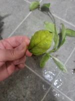 상태 안좋은 잎 제거