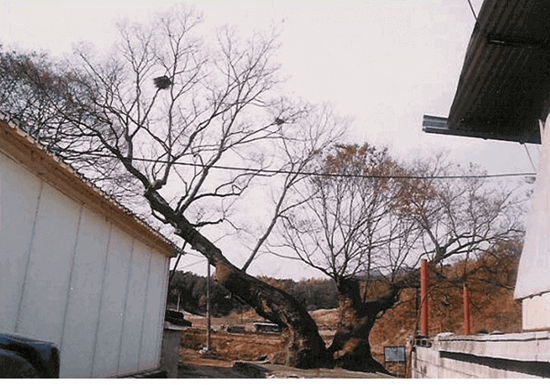 영동 독립군 나무