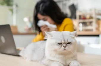 고양이 털 알레르기 완화 방법과 생활 관리 팁_22