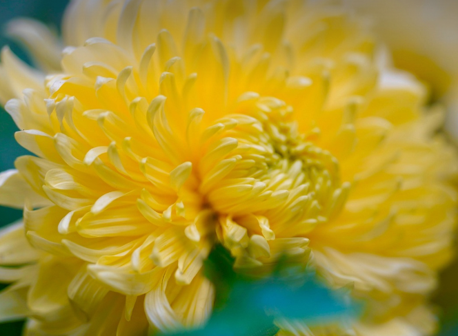 국향대전(함평 국화축제) 2025 &ndash; 가을의 향기 속으로 떠나는 여행