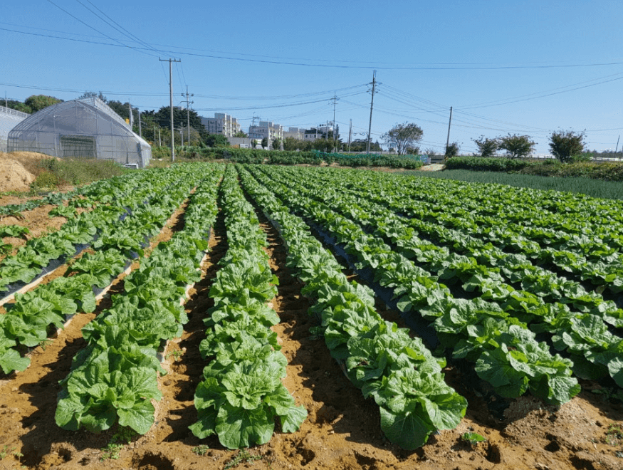 절임배추 고르는 방법 및 구매