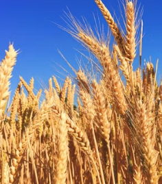 치매 예방 음식 좋은 식품