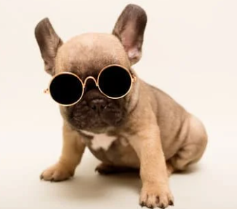 강아지 귀여운 사진 보는 순간 심쿵! 하루 스트레스 풀리는 힐링 모음집